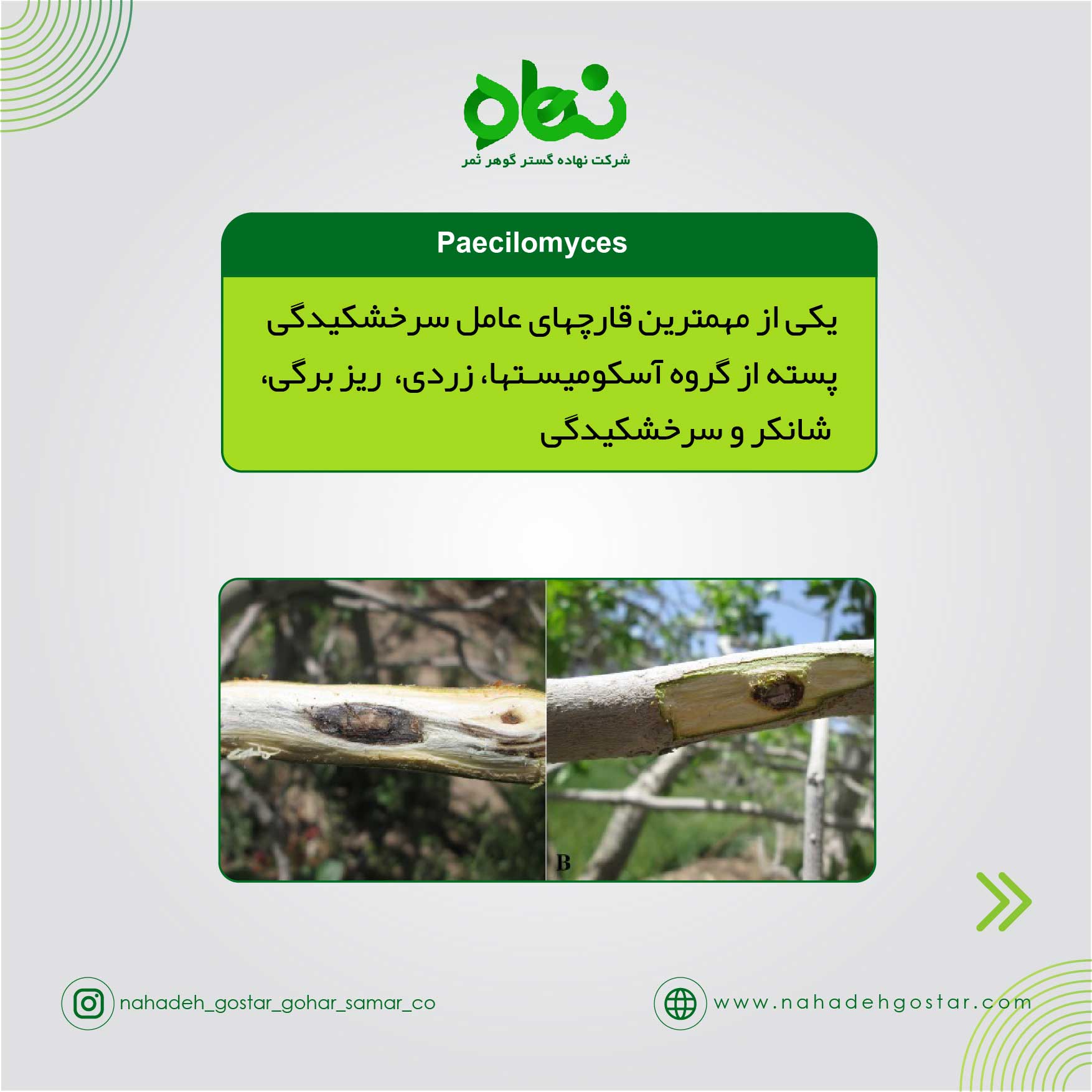 Paecilomyces مهمترین قارچ عامل سرخشکیدگی پسته 